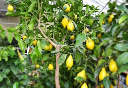 agrumes principale