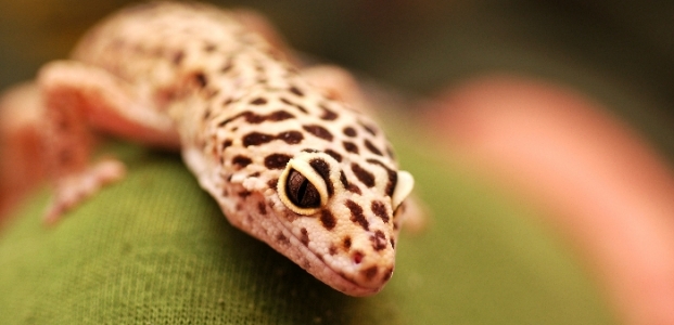 animalerie gecko-leopard