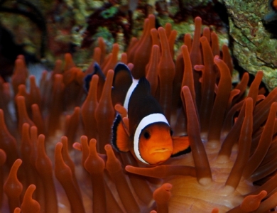 aquarium-deau-de-mer img1