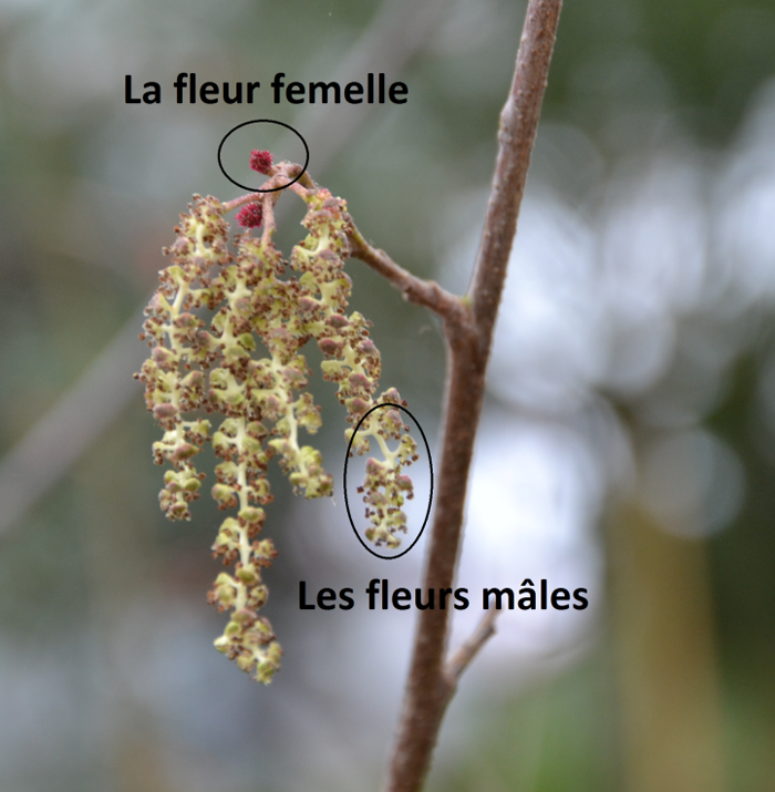 floraison-de-alnus-spaethii