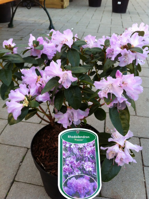 rhododendron-x-preacox