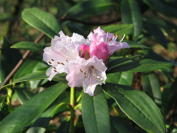 rhododendron_christmas_cheer_1