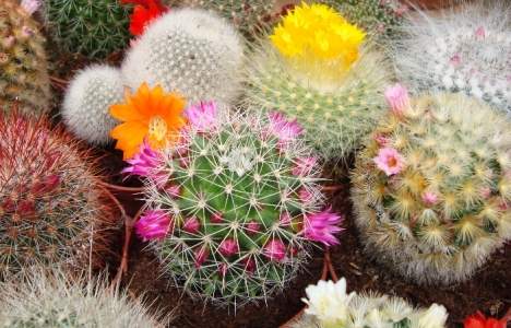 cactus cactus_fleurs2