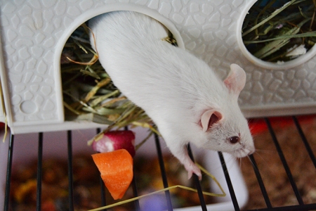 la-souris-blanche photo-1