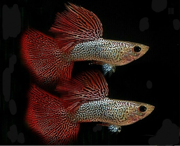 le-guppy img1