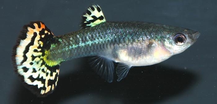 Le Guppy Inspirations Desjardins