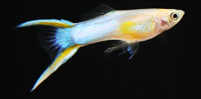 Le Guppy Inspirations Desjardins