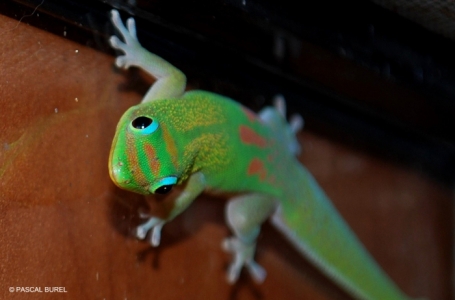 le-phelsuma-laticauda dsc_3394