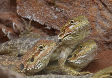 le-pogona-viticeps principale