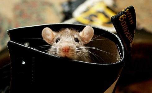 le-rat free-wallpaper-rat