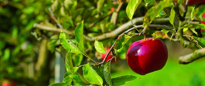 les-arbres-fruitiers-le-choisir pommier