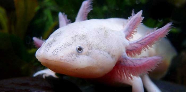 les-axolotis principale
