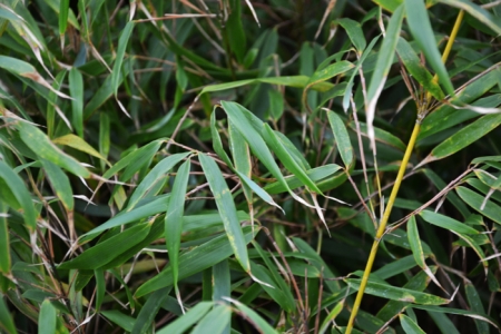 les-bambous photo-8-fargesia-robusta