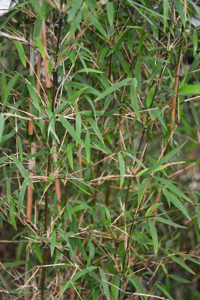 photo-6-fargesia-angustissima-2
