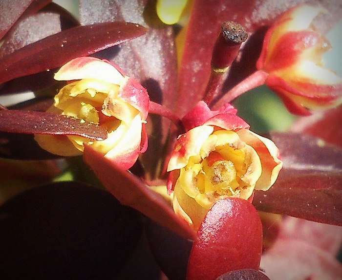 berberis-thunbergii-red-torch-cov-detail-de-la-fleur