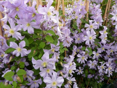 les-clematites photo-1