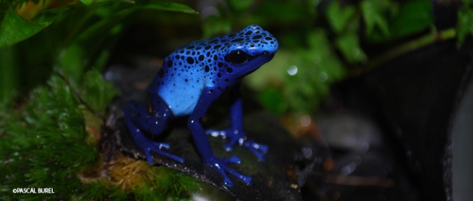 les-dendrobates-auratus dsc_2747