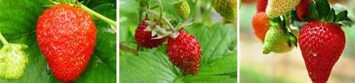 Variétés de fraises mount everest, rabunda, reine des vallées