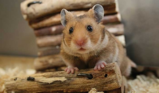 les-hamsters principale