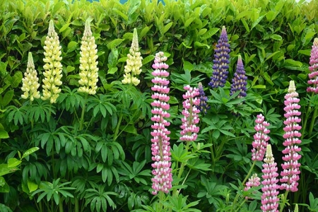 les-lupins photo-1