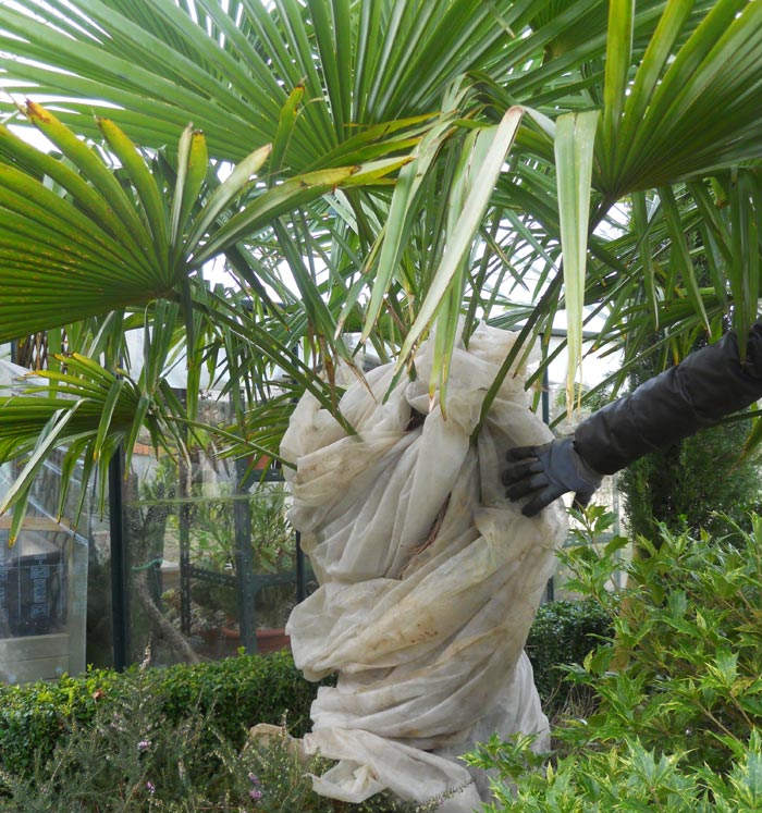 L'entretien des palmiers
