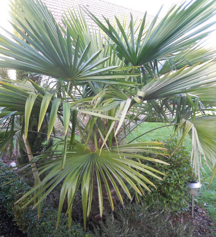Les variétés de palmiers les plus connues