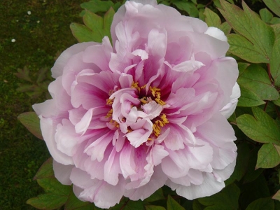 les-pivoines photo-29