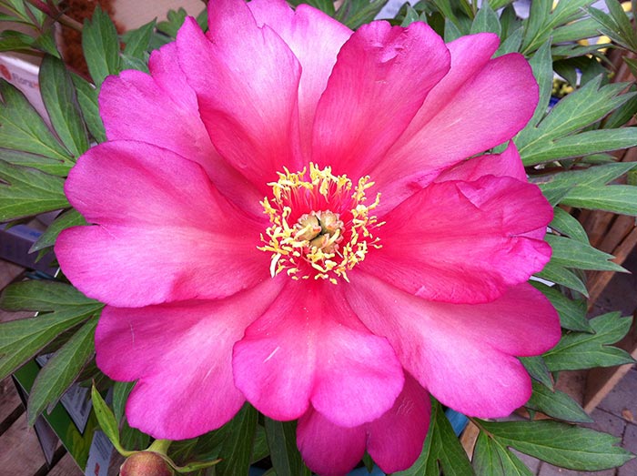 Pivoine itoh ‘julia rose’ aux différentes nuances de rose