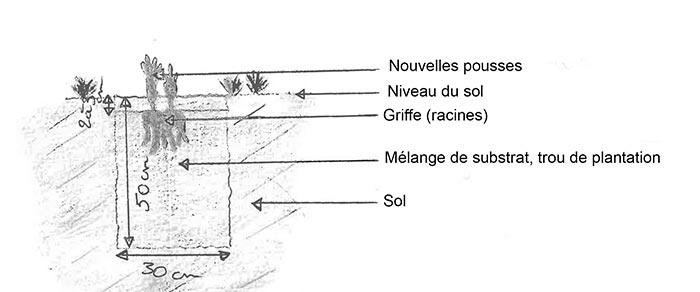 Schéma représentant la plantation d'une Pivoine herbacée