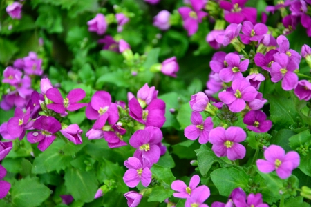 les-vivaces-a-feuillage-persistant photo-14-arabis-caucasica