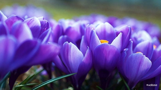 plantes-medicinales img-1