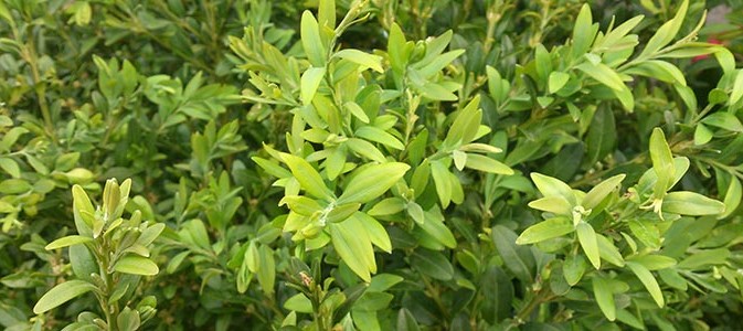Buxus-sempervirens