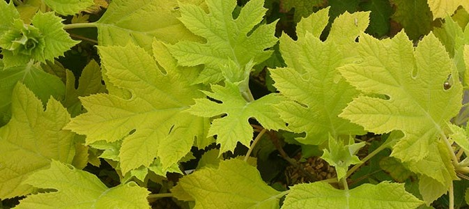 Hydrangea-quercifolia-'Little-Honey'
