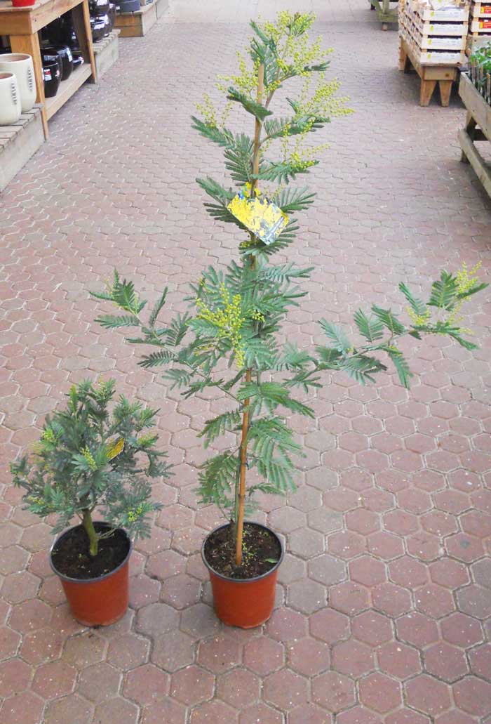 planter un mimosa en pot