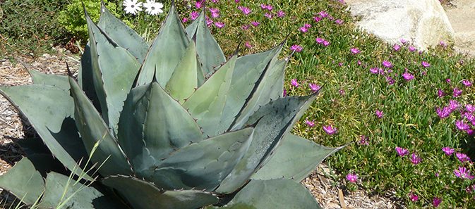 ou planter agave