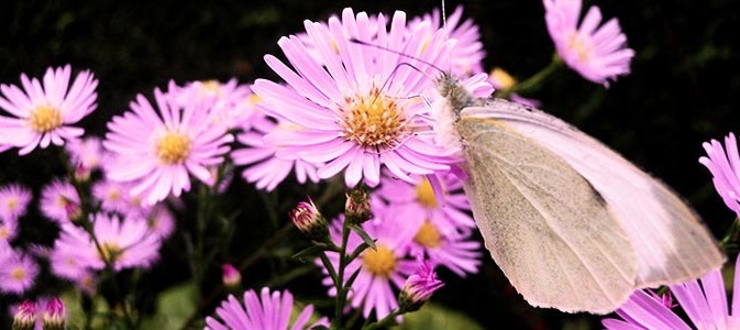 Les asters, vivaces reines de l'automne