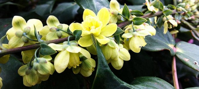 Les mahonias_img_principale