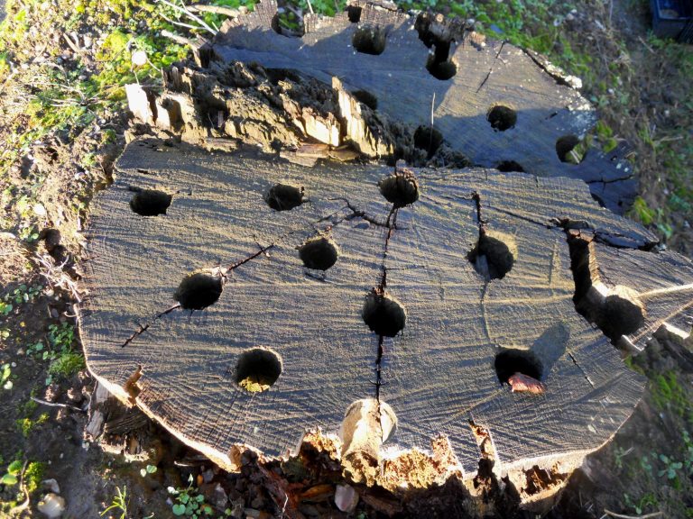 COMMENT DÉTRUIRE UNE SOUCHE ? Inspirations Desjardins