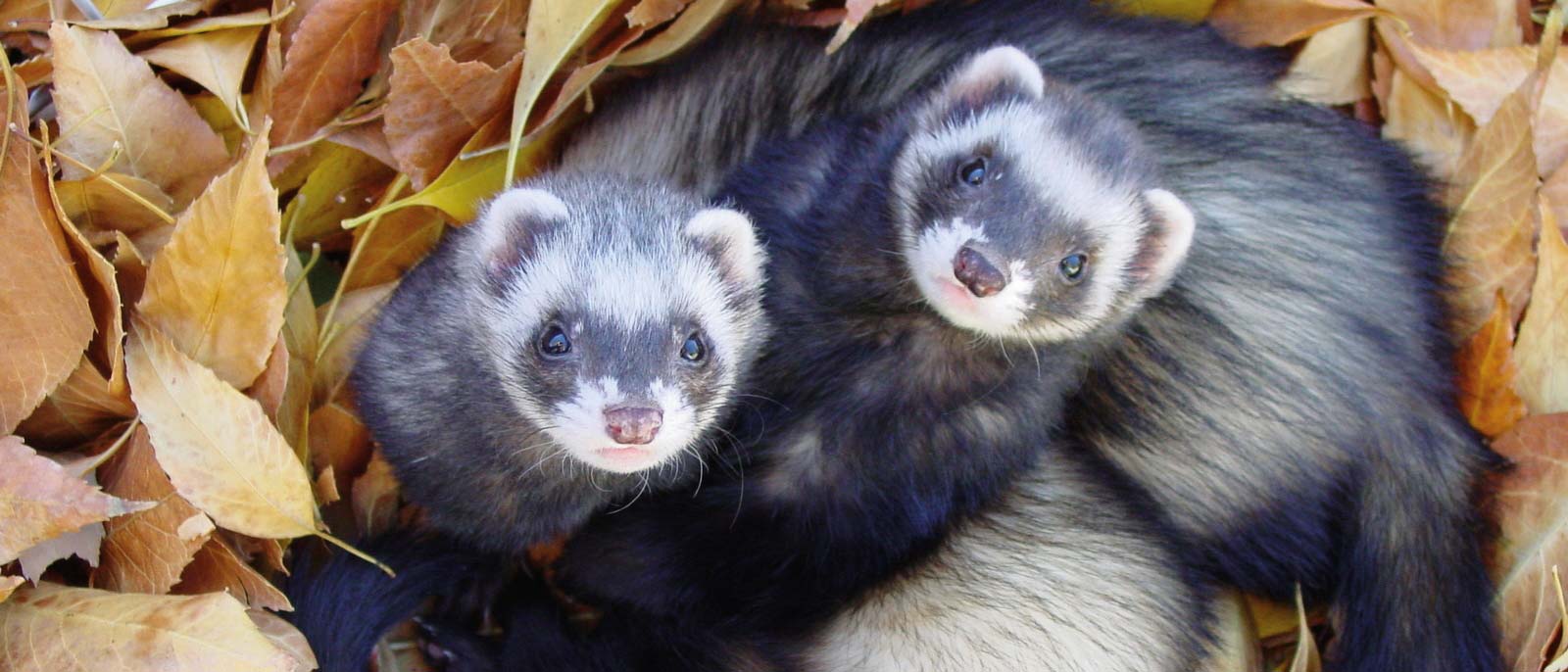 LE FURET Inspirations Desjardins