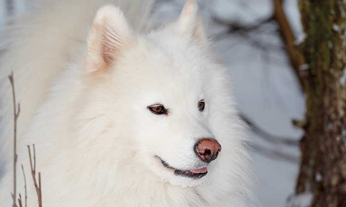 Le Samoyede Inspirations Desjardins