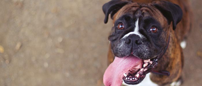 Une chienne qui aime quand c'est brutal Une chienne qui aime quand c'est brutal