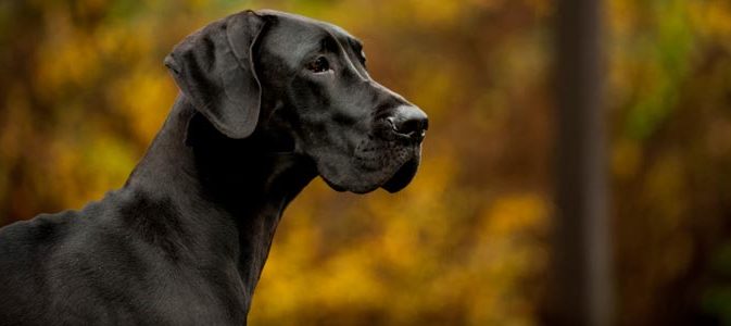 Le Dogue Allemand Inspirations Desjardins
