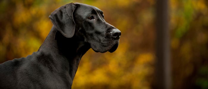 Le Dogue Allemand Inspirations Desjardins