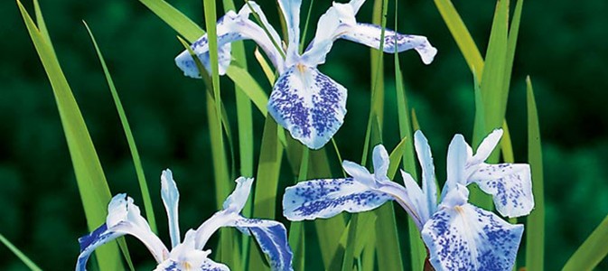 Les plantes de bassin