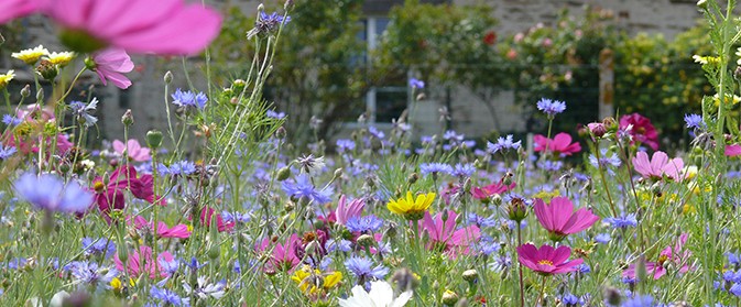 planter une jachere fleurie