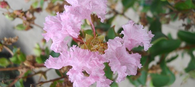 lilas-des-indes_principale