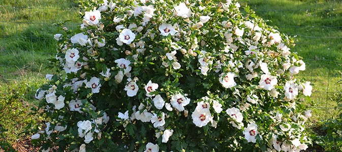 planter un hibiscus en terre