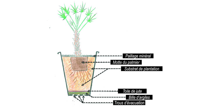 Schéma représentant un palmier en pot