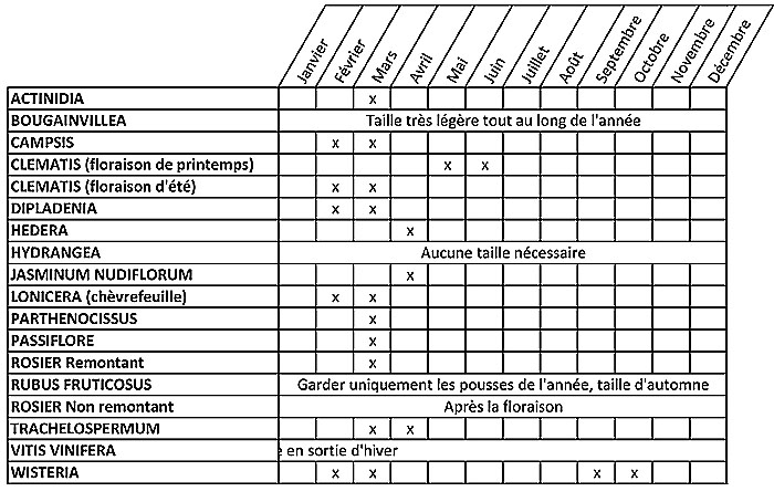 Tableau récapitulatif des périodes de taille des plantes grimpantes