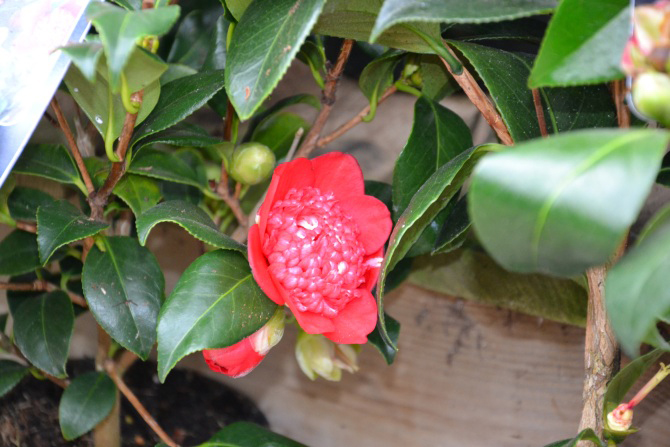 camelia-japonica